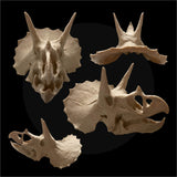 Triceratops Skull Display Piece