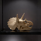 Triceratops Skull Display Piece