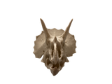 Triceratops Skull Display Piece