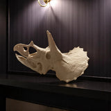 Triceratops Skull Display Piece