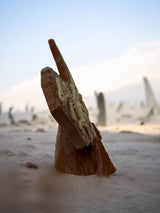 Dinosaur Fossil Display Piece