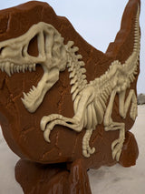 Dinosaur Fossil Display Piece