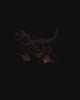 Dinosaur Fossil Display Piece